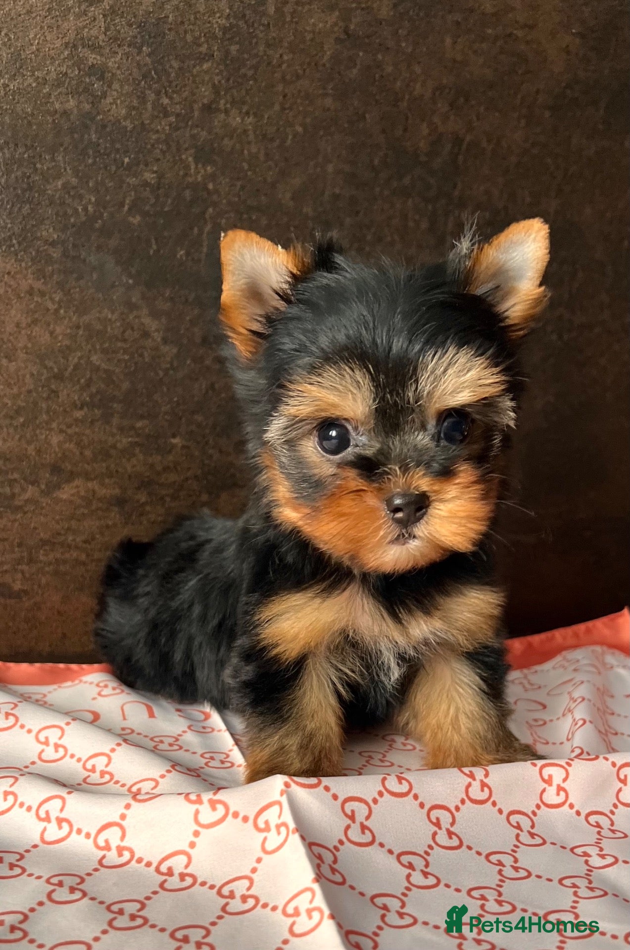 Yorkshire Terrier dogs 🌺 Only one tiny little girl is still available🌺 - Advert 10