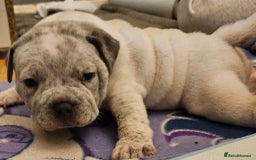 American Bully dogs for sale: 4 pocket bully pups. - Advert 12