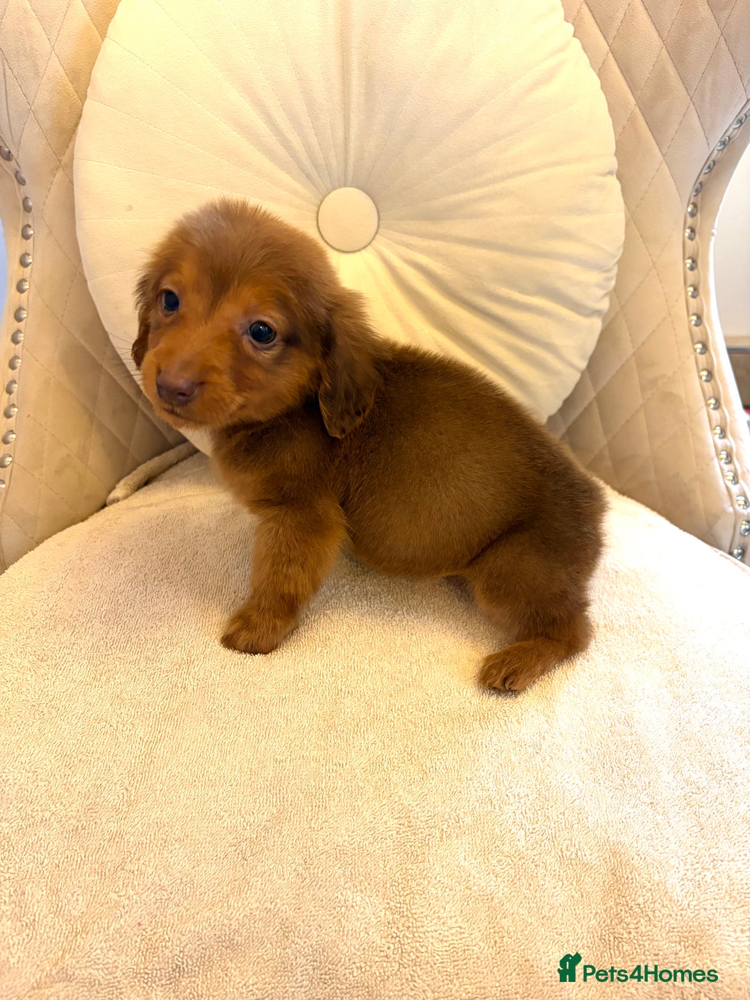 Miniature Dachshund dogs for sale: Dachshund puppy only 1 Boy still available  - Advert 16