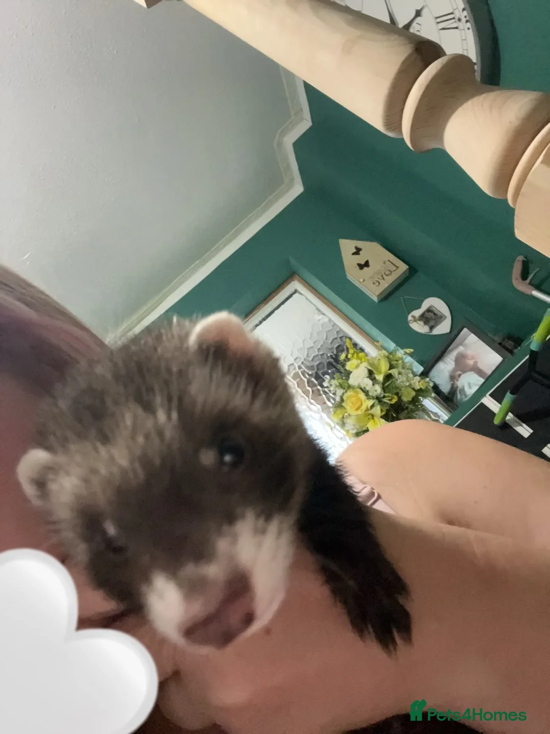 Ferret rodents for sale: 2 Jill ferrets in Bristol - Advert 1