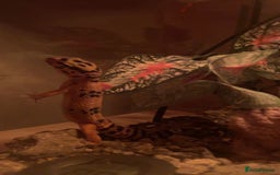 Gecko reptiles for sale: Lepoard geko - Image 1