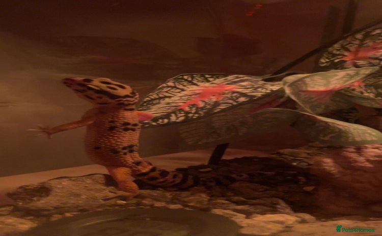 Gecko reptiles - Advert 9