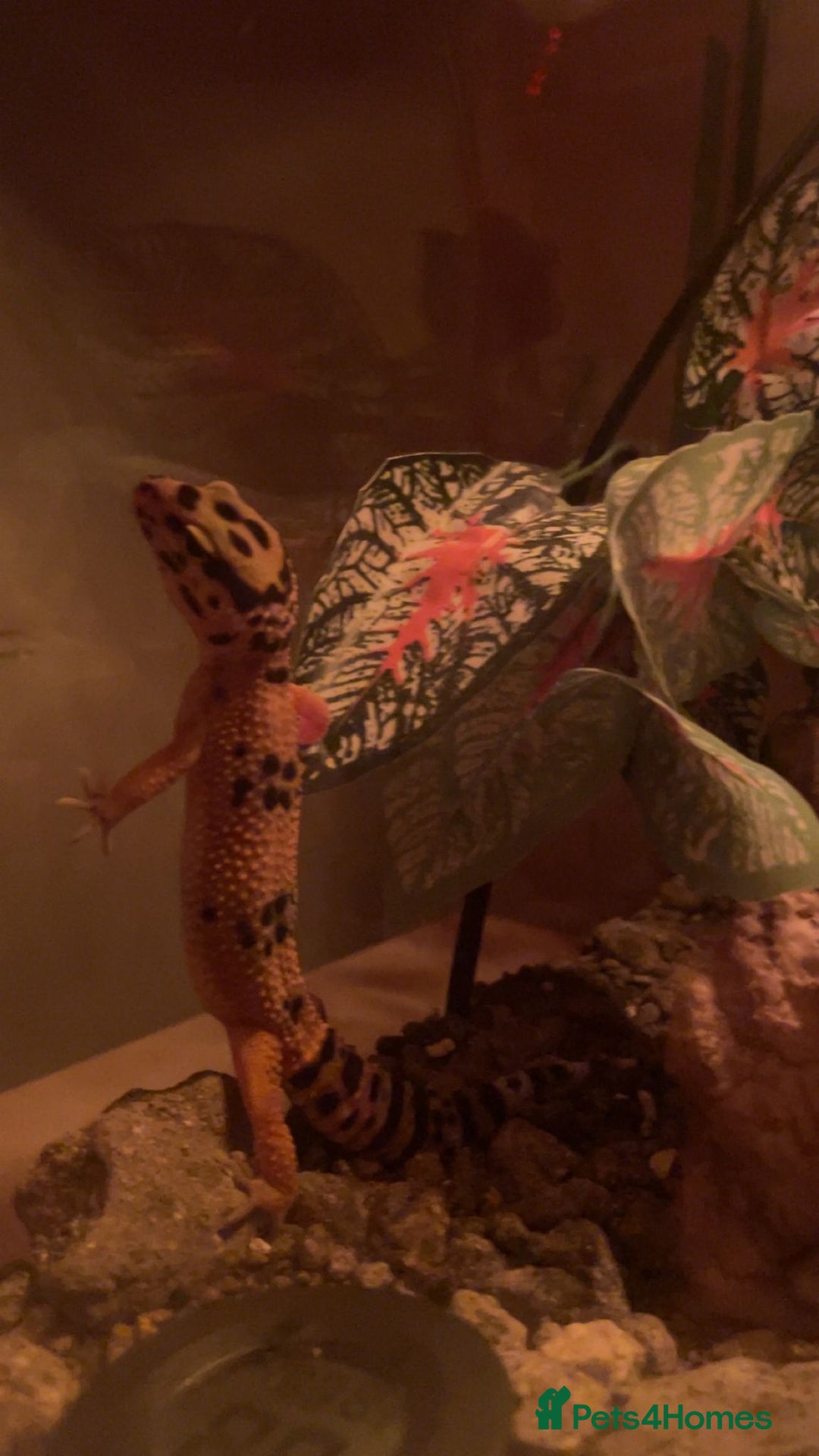 Gecko reptiles for sale: Lepoard geko - Image 1