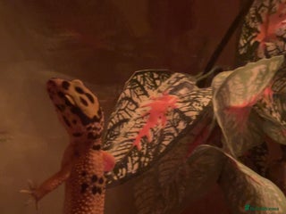 Gecko reptiles - Advert 38