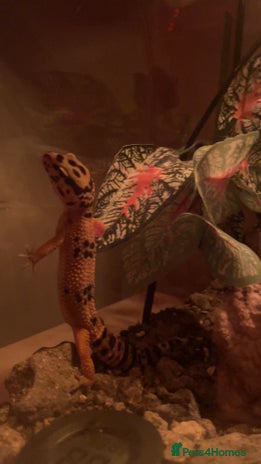 Gecko reptiles - Advert 10