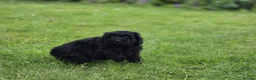 Cockapoo dogs for sale: Cockapoo Pups - Fully Health Tested and vaccinated in Wigton - Advert 8
