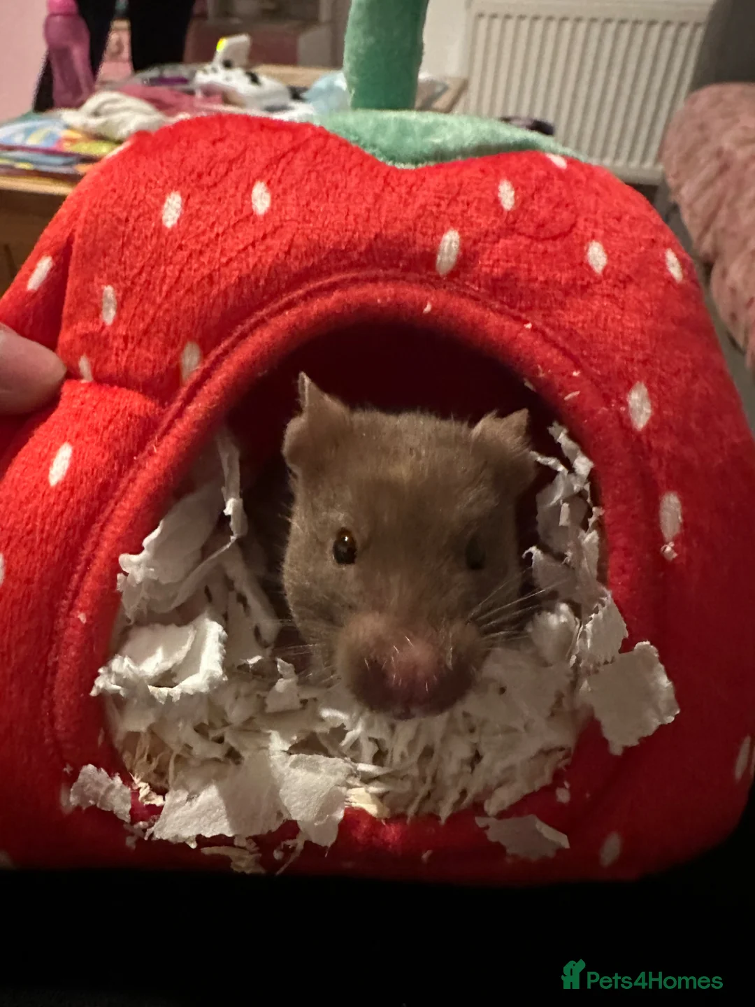 Hamster rodents for sale: Syrian hamster  - Advert 1