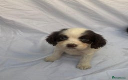 Cocker Spaniel dogs for sale: ADORABLE 🥰 COCKER SPANIELS 🥰 - Image 2