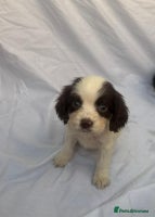 Cocker Spaniel dogs - Advert 12