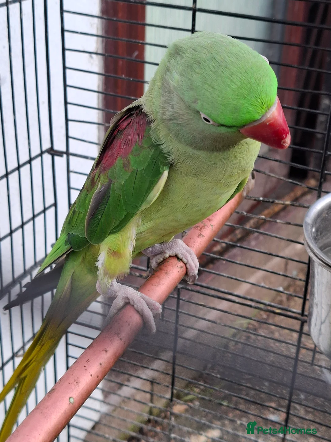Ringnecks birds for sale: Ringneck Parrot For Sale - Advert 1