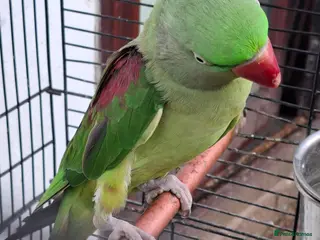 Ringnecks birds Ringneck Parrot For Sale - Advert 6