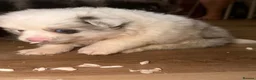 Pomeranian dogs for sale: Pomeranian puppies - Advert 22