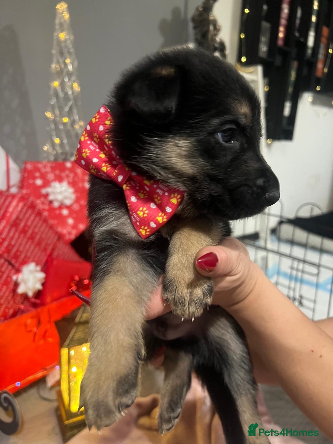German Shepherd dogs for sale: Lovely GSD puppies  - Advert 7