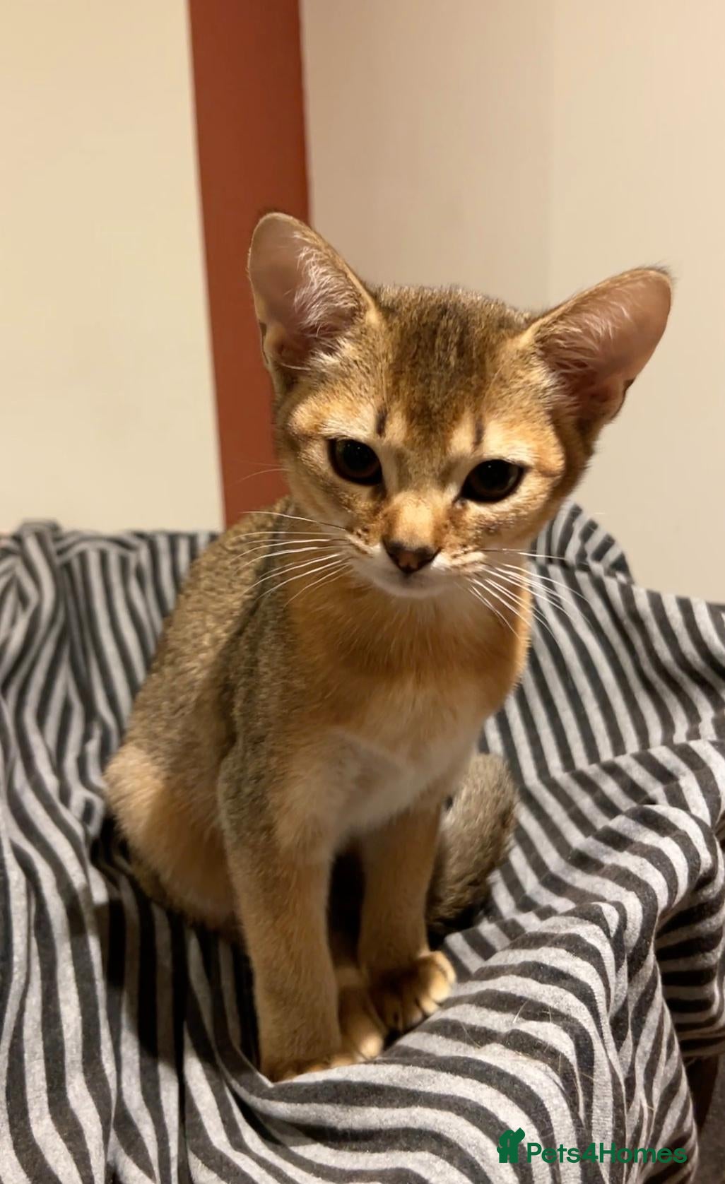 Abyssinian cats Female 3/4 Abyssinian 1/4 British shorthair kitten - Advert 1