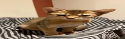 Abyssinian cats for sale: Female 3/4 Abyssinian 1/4 British shorthair kitten - Advert 1