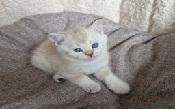 Scottish Fold cats for sale: Beautiful Scottish fold kittens - Image 9