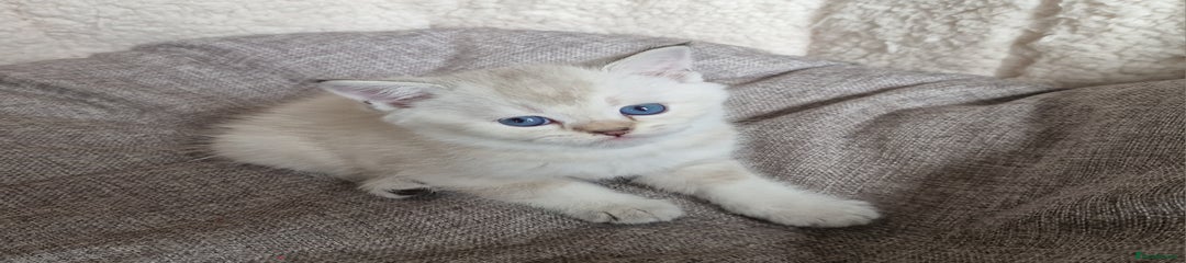 Scottish Fold Kitten 4