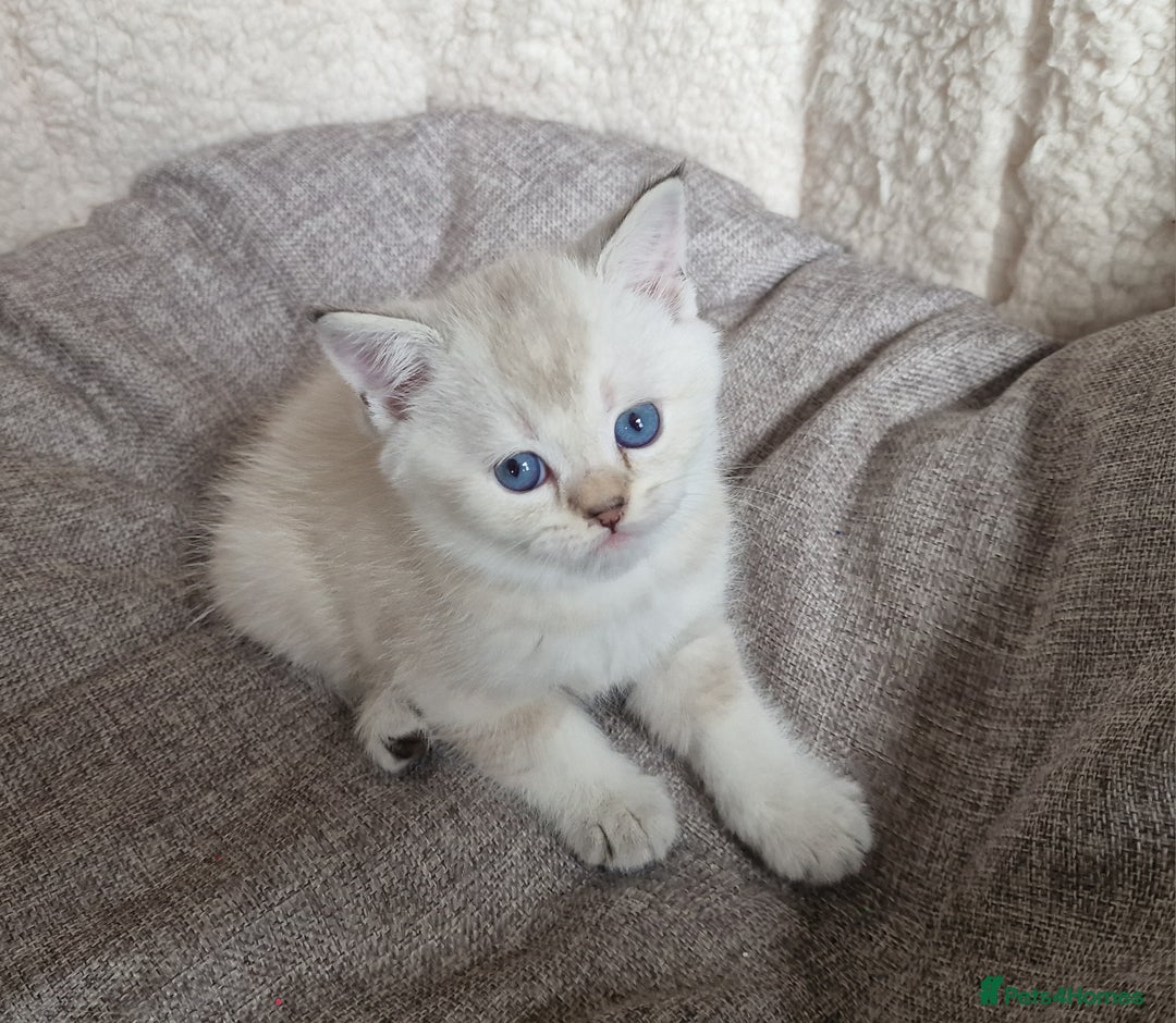 Scottish Fold cats for sale: Beautiful Scottish fold kittens - Image 9