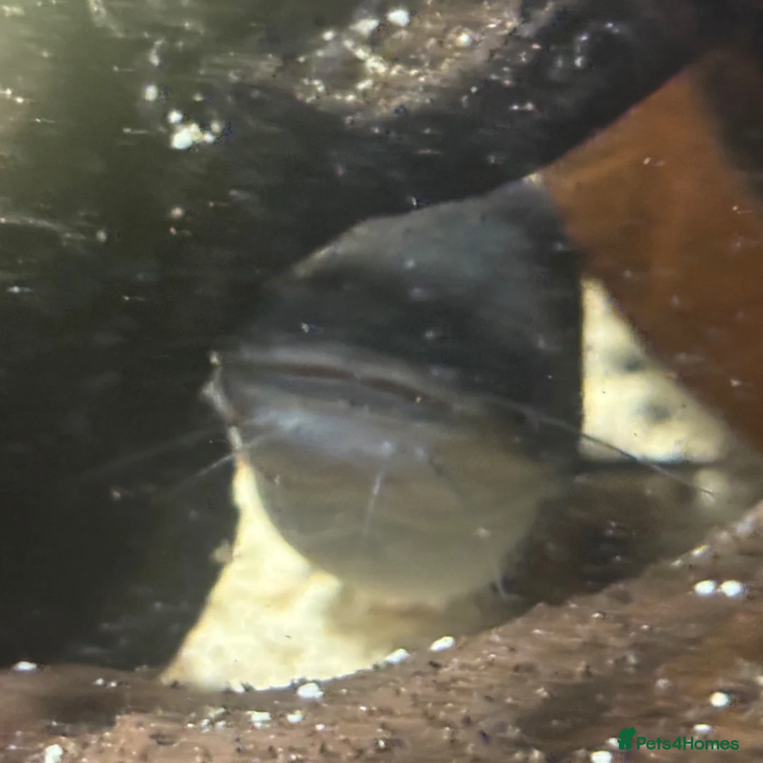 Catfish fish for sale: 4 sun cat fish,  - Advert 4