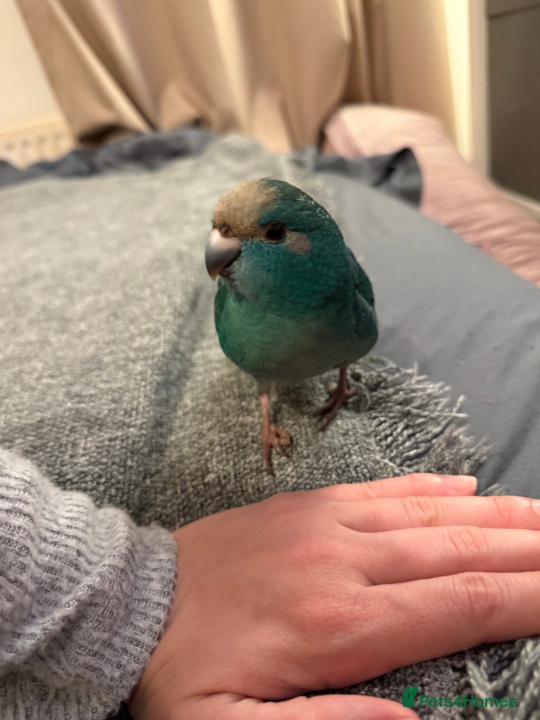 Cockatoo birds for sale: Two hand tame kakarikis bonded pair - Advert 2
