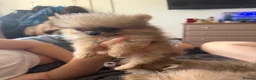 Pomchi dogs for sale: Reduced READY TO LEAVE Tiny 3/4 Pom 1/4 chi  pups  - Advert 7