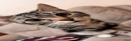 Bengal cats for sale: Bengal female kitten 7 months old in Leicester - Advert 5