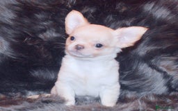 Chihuahua dogs for sale: KC REG HEALTH TESTED CHIHUAHUA BABIES - Advert 2