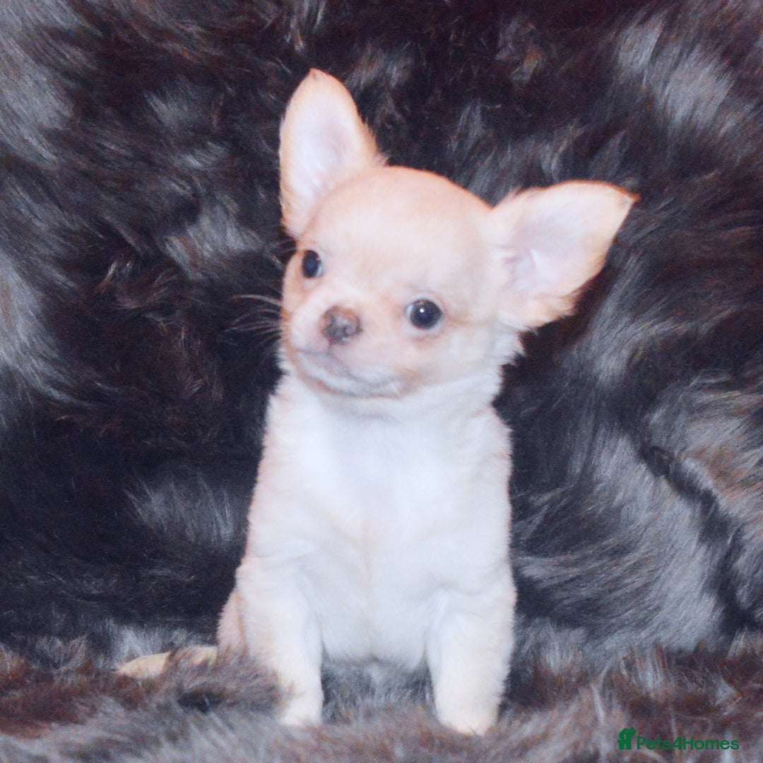 Chihuahua dogs for sale: KC REG HEALTH TESTED CHIHUAHUA BABIES - Advert 2