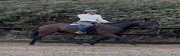 Irish Thoroughbred horses for sale: Smartie  - fun loving allrounder type  - Advert 5