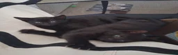 Mixed Breed cats for sale: 4 Beautiful Black Kittens 8 Weeks Old in Colchester - Advert 3