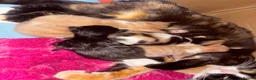Mixed Breed cats for sale: Kittens - Advert 3