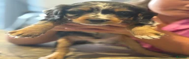 Cockapoo 3
