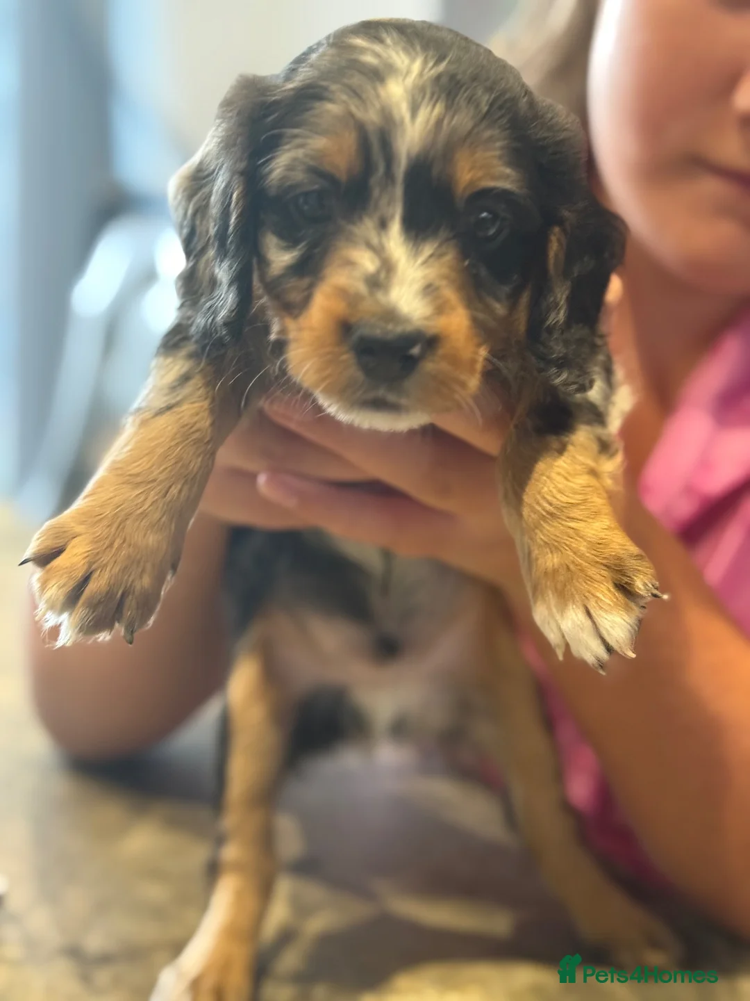 Cockapoo dogs for sale: Cockapoo puppies  - Advert 12