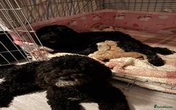Cockapoo dogs for sale: Cockapoo pups for sale  - Image 1