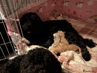 Cockapoo dogs for sale - Advert 1
