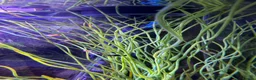 Mollies fish for sale: Balloon molly babies - Advert 5