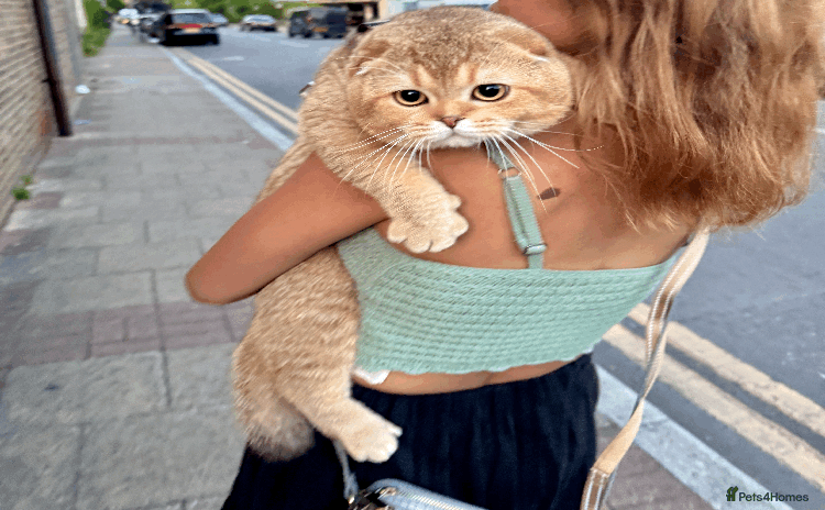 Scottish Fold cats - Advert 1