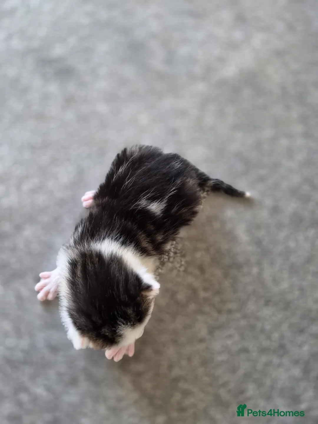 Mixed Breed cats for sale: Kittens looking for a family - Advert 2