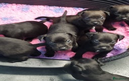 Patterdale Terrier dogs for sale: PATTERDALE PUPS FOR SALE (Nutall lines) - Image 3