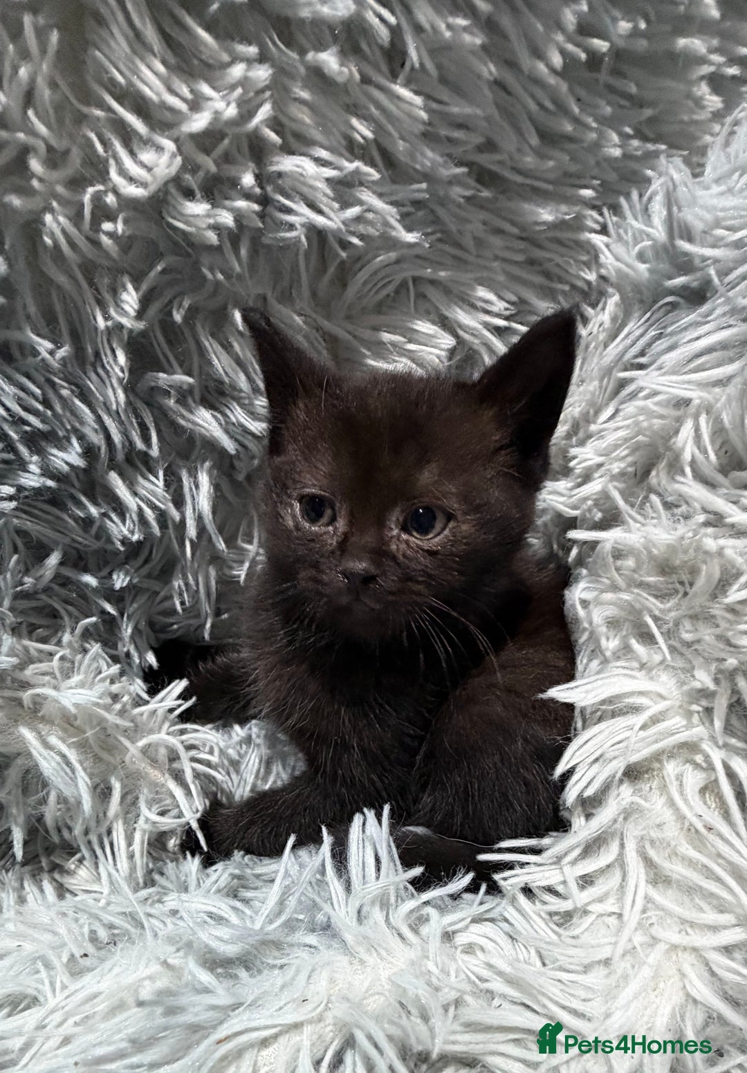 Persian cats for sale: Chinchilla persian cross kittens - Advert 19