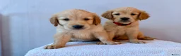 Golden Retriever dogs for sale: READY NOW Fox Red, KC, Health Tested Pups - Advert 8