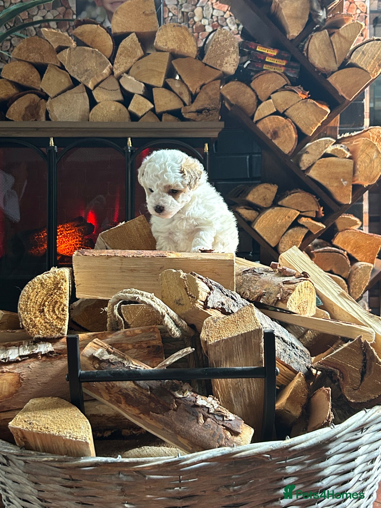 Maltipoo dogs maltipoo female puppy - Advert 2