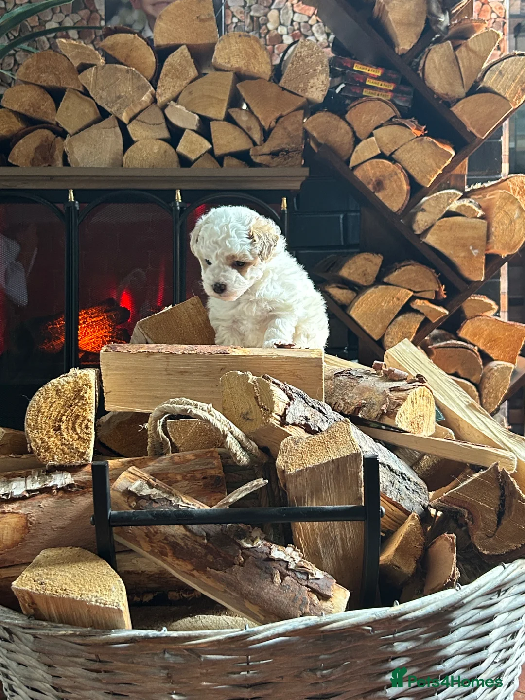 Maltipoo dogs for sale: maltipoo female puppy - Advert 2