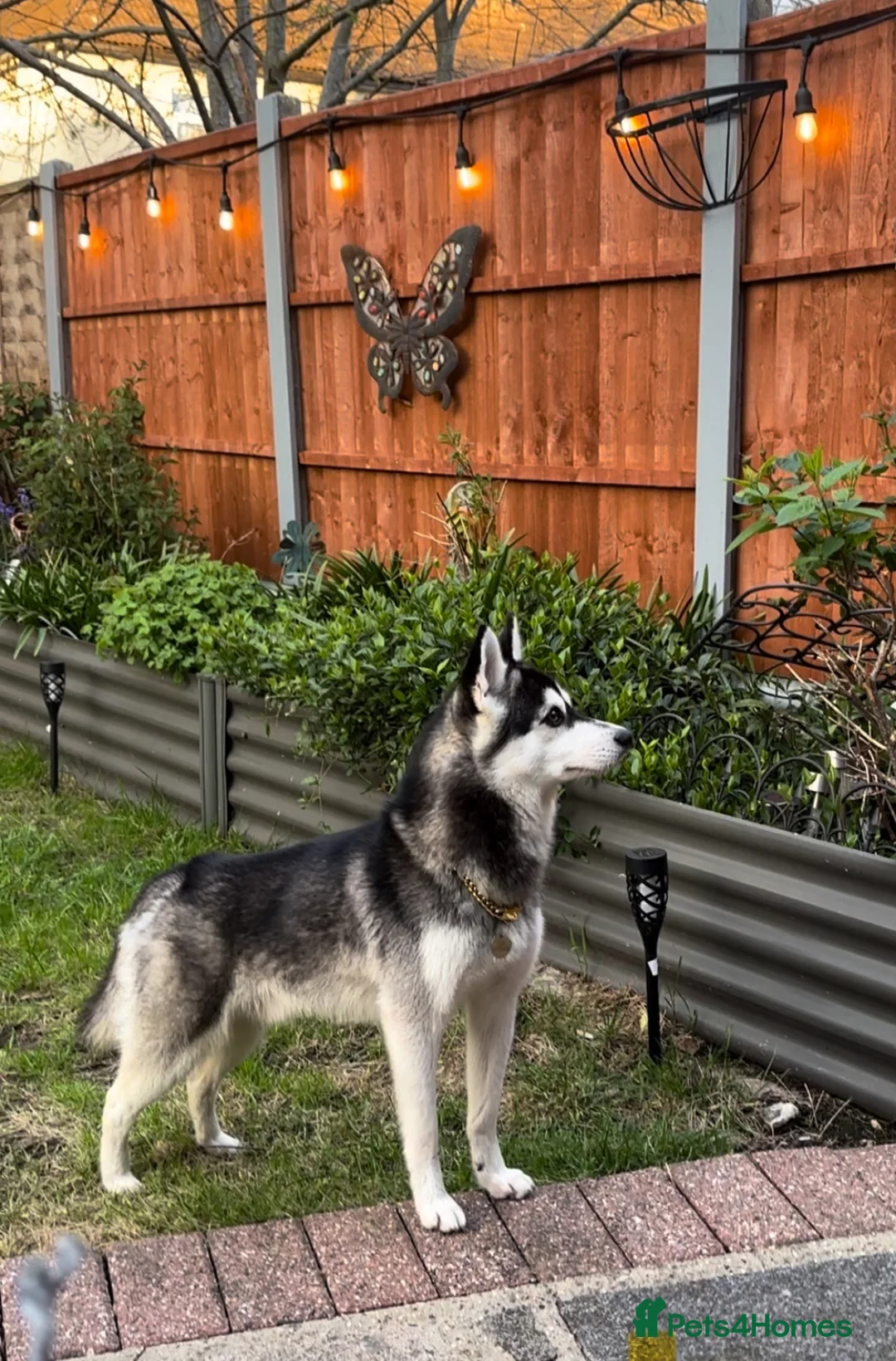 Pomsky dogs for stud: Pomsky F2 for Stud in Rainham - Advert 5