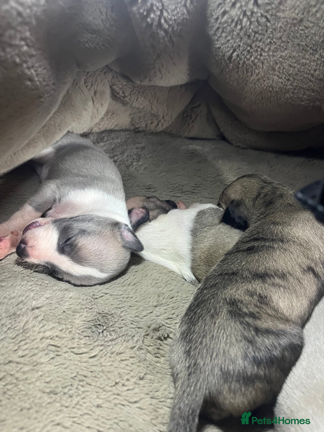Whippet dogs for sale: Gorgeous KC Whippet Pups - Advert 2