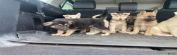 Mixed Breed dogs for sale: German Shepherd X Akita Pups - Advert 6