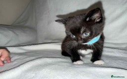 Mixed Breed cats for sale: Black and White Male Kitten - Image 7