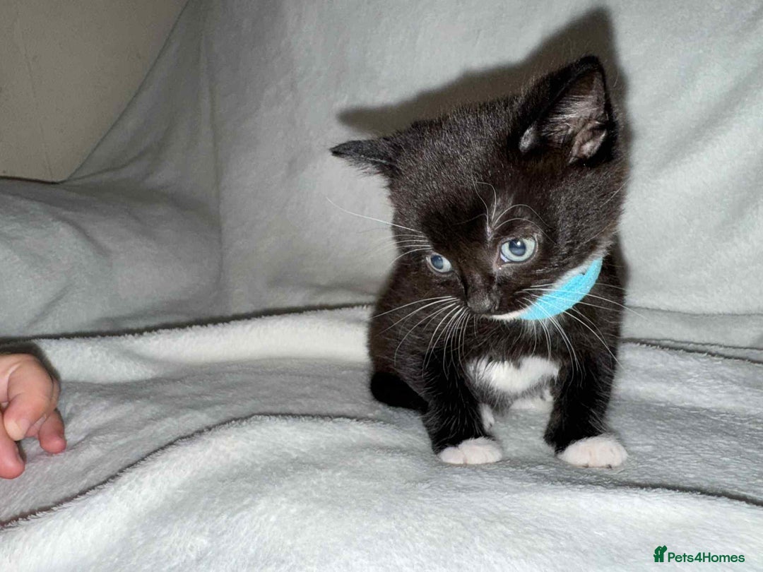 Mixed Breed cats for sale: Black and White Male Kitten - Image 7