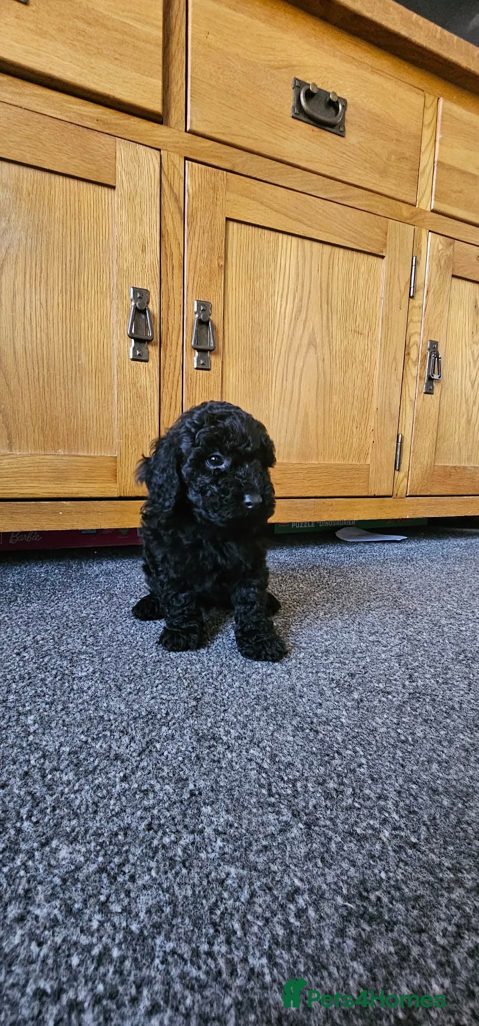 Cavapoo dogs !REDUCED! F1b cavapoos ready to leave  - Advert 9