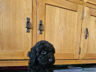 Cavapoo dogs !REDUCED! F1b cavapoos ready to leave - Advert 9